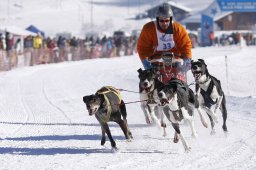 Lenk 2013